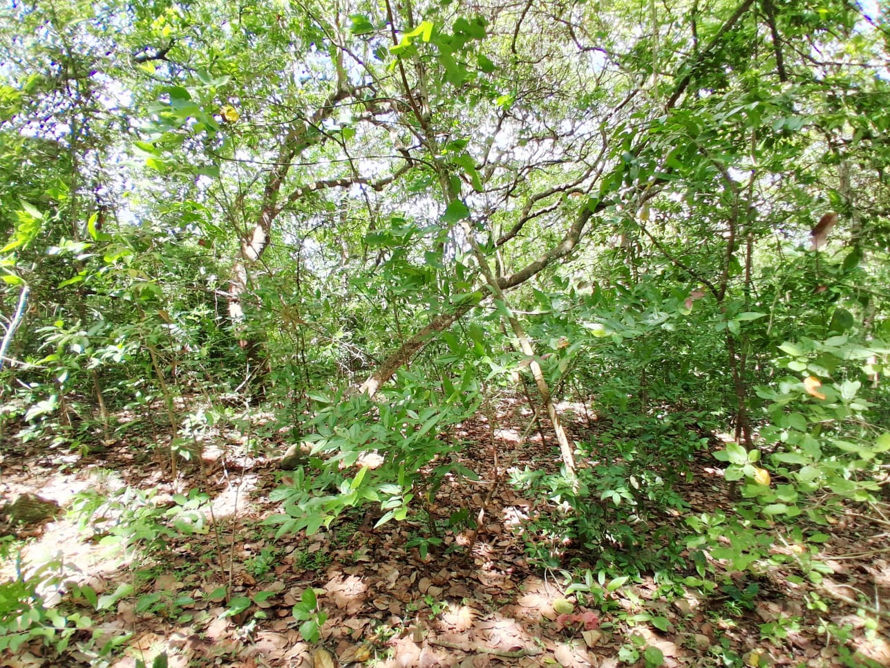 17-Acre Sea View Development Land for Sale in Tangalle additional images