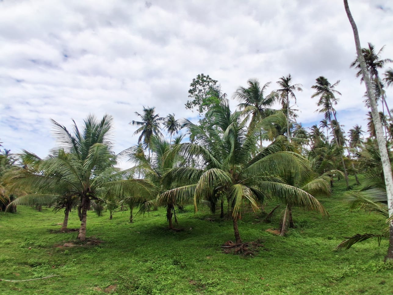 13-Acre Coconut Estate with Sea View for Sale in Tangalle