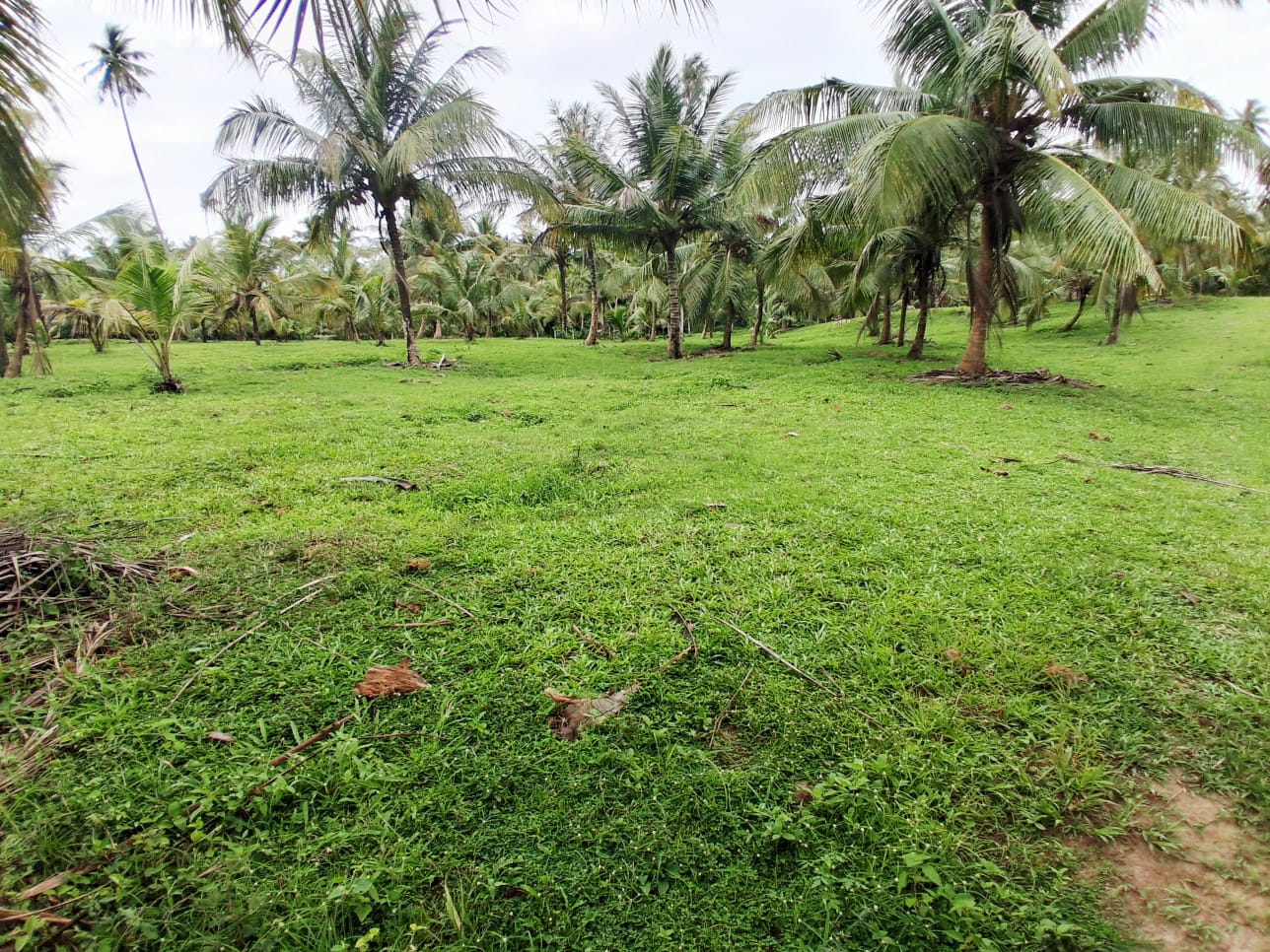 13-Acre Coconut Estate with Sea View for Sale in Tangalle additional images