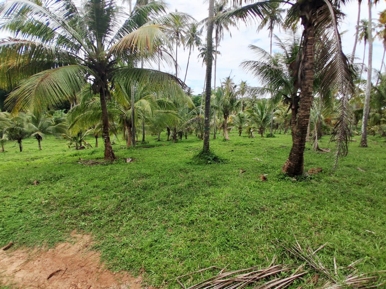 13-Acre Coconut Estate with Sea View for Sale in Tangalle additional images