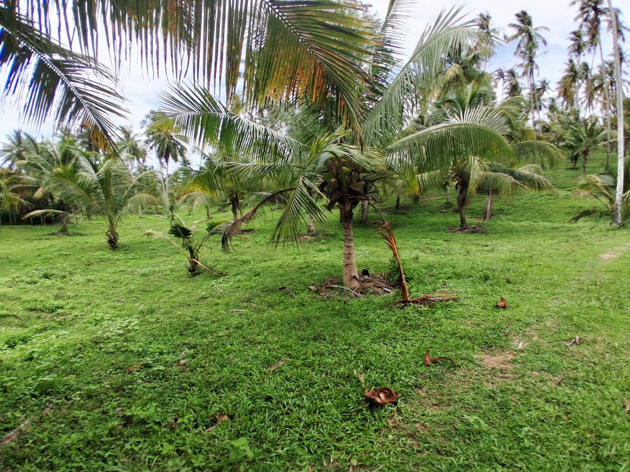 13-Acre Coconut Estate with Sea View for Sale in Tangalle additional images