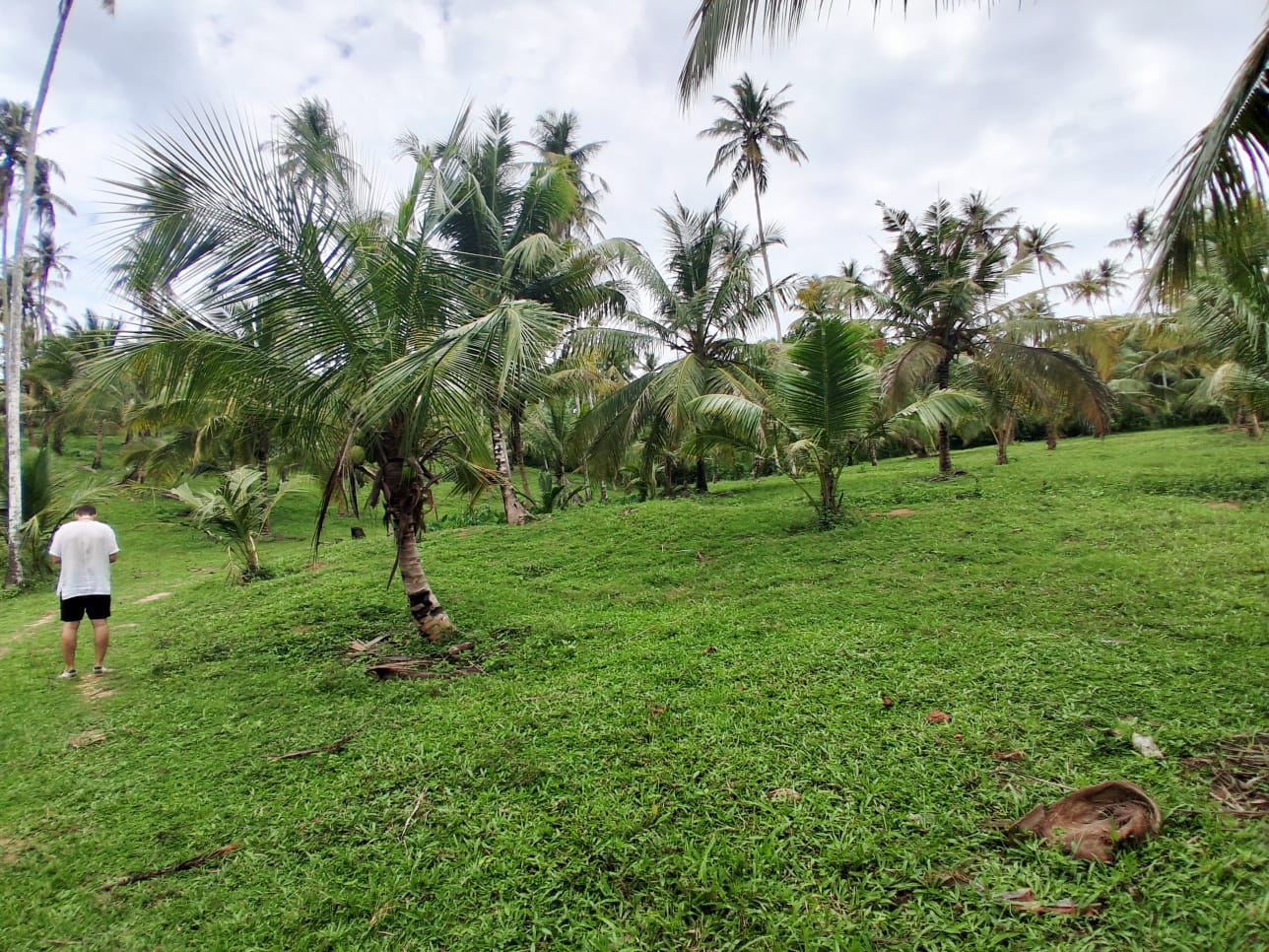 13-Acre Coconut Estate with Sea View for Sale in Tangalle additional images