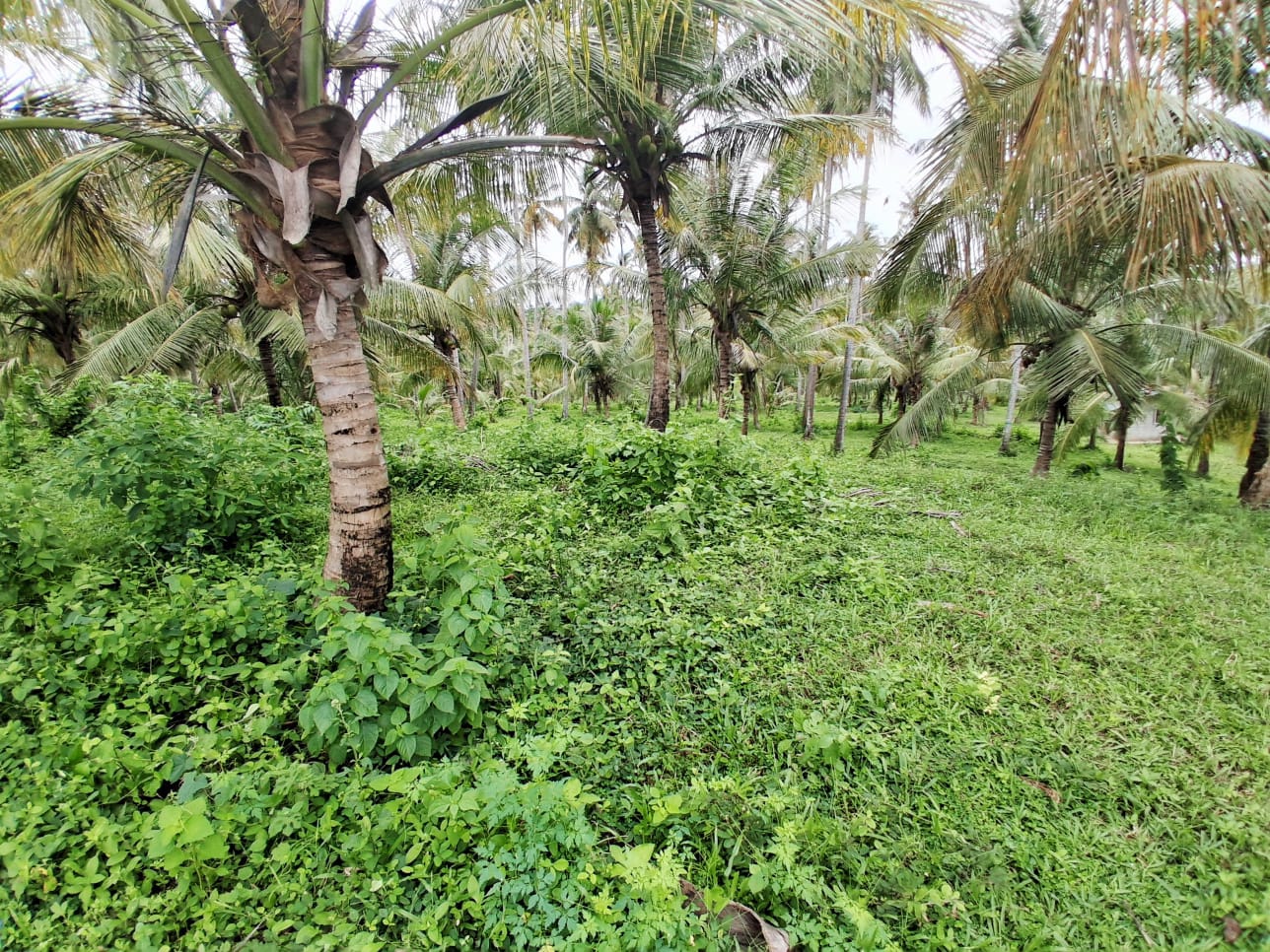 13-Acre Coconut Estate with Sea View for Sale in Tangalle additional images