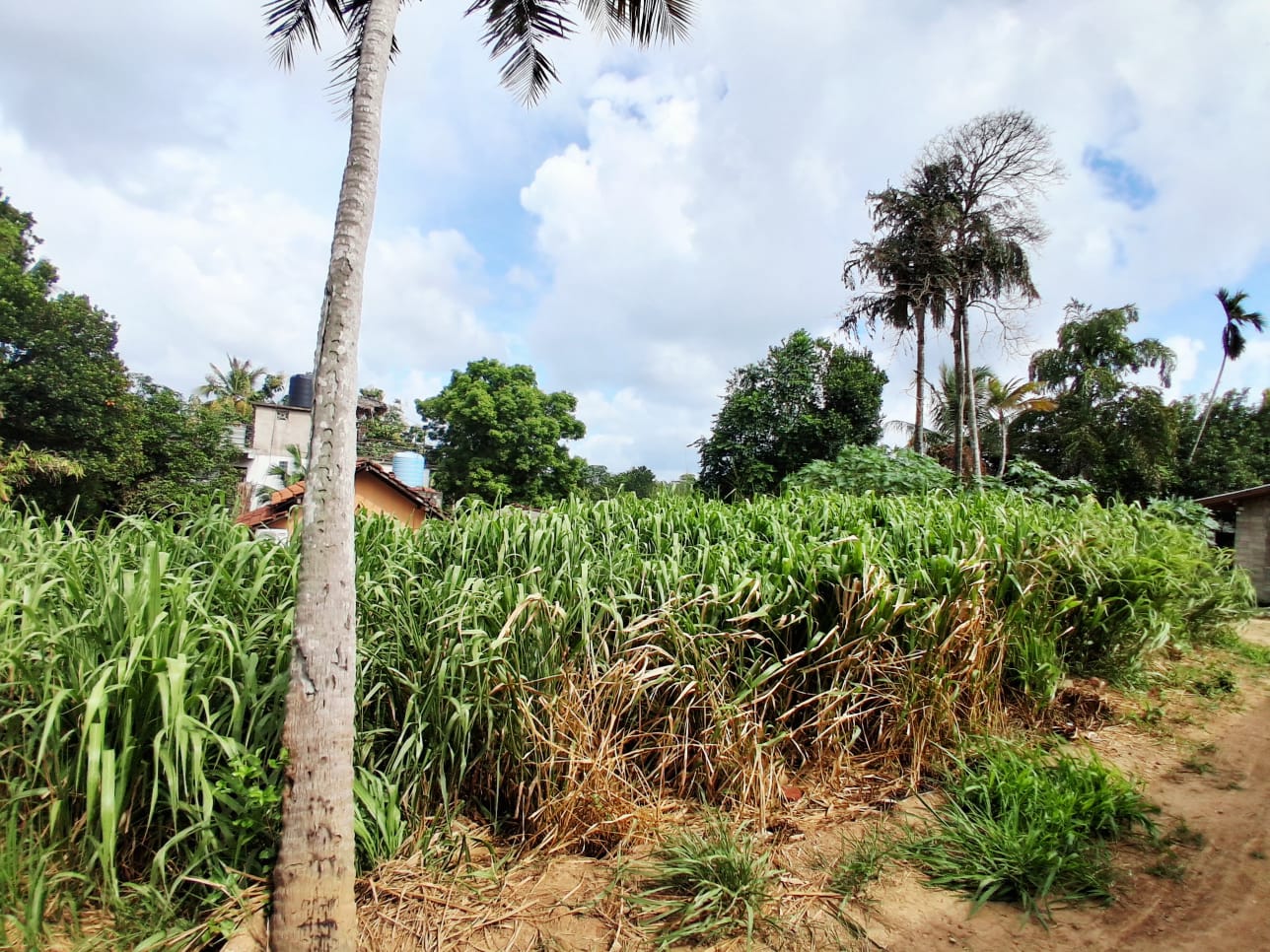 18 Perch Land Near Surf Point For Sale In Hiriketiya additional images