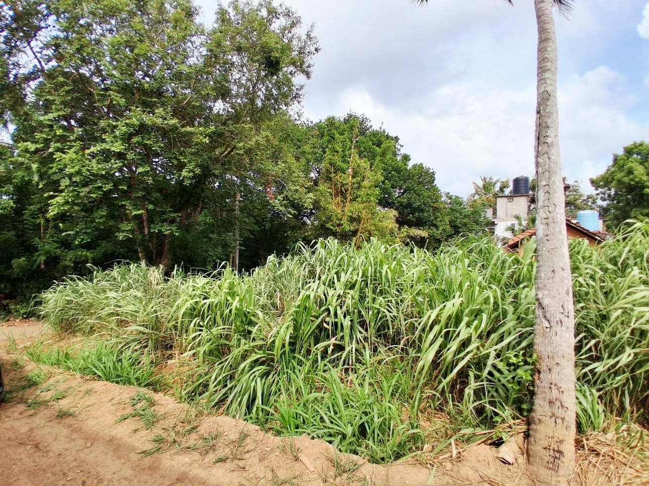 18 Perch Land Near Surf Point For Sale In Hiriketiya additional images