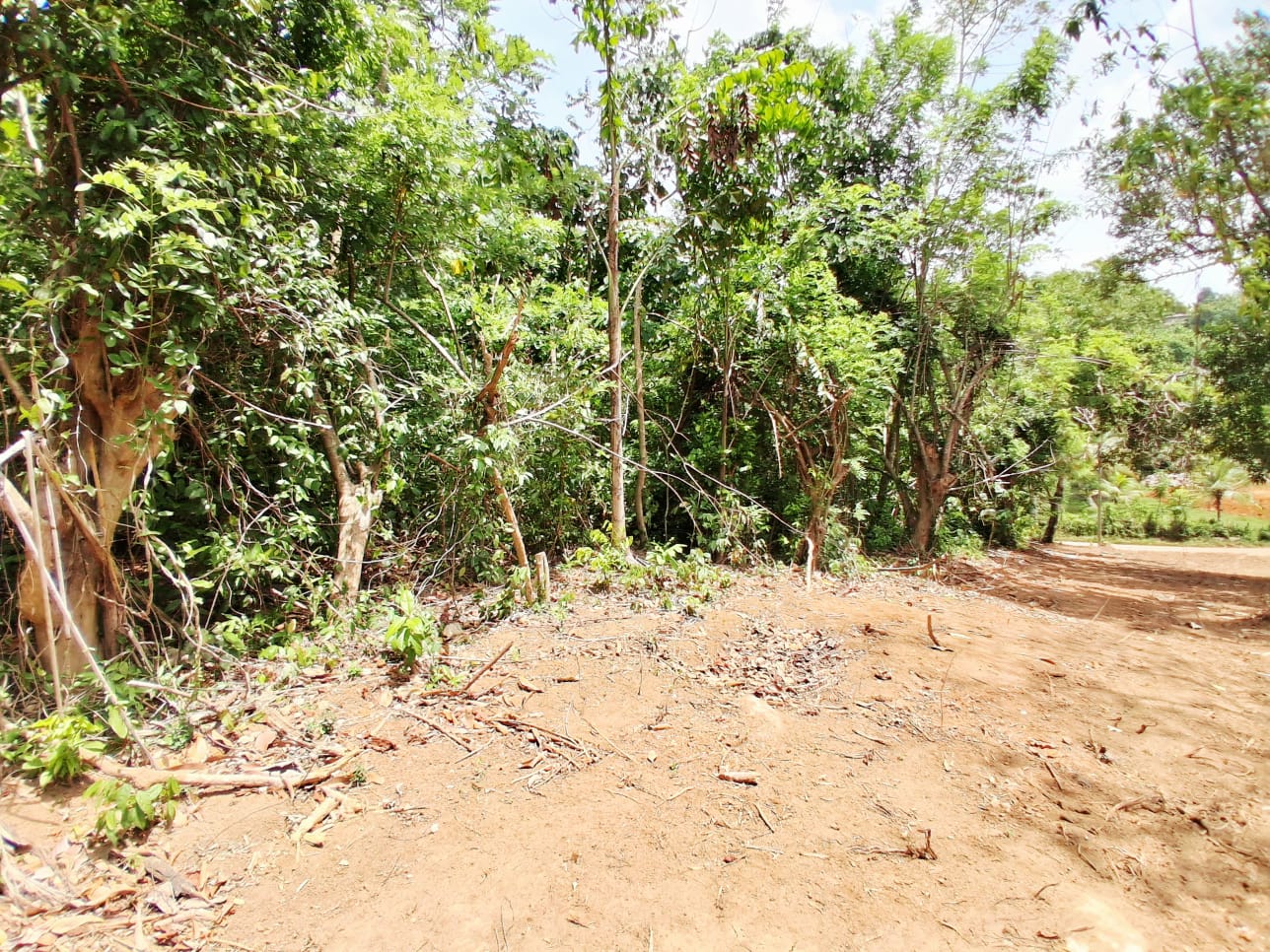 160 Perch Jungle-Style Villa Land For Sale In Dickwella