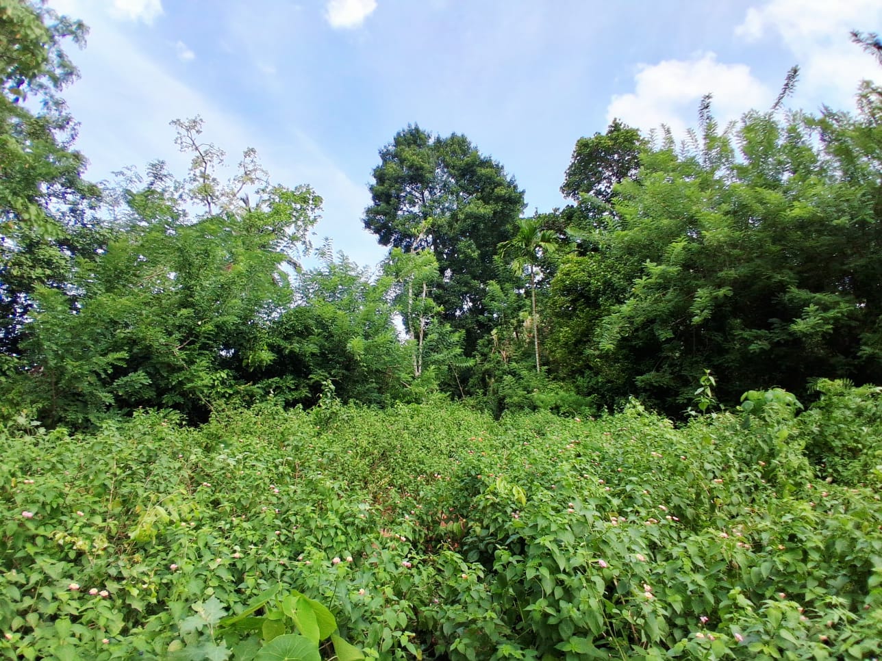 160 Perch Jungle-Style Villa Land For Sale In Dickwella additional images